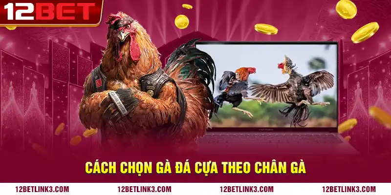 Cách chọn gà đá cựa theo chân gà