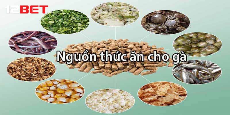 Chia sẻ chi tiết cách thúc gà đá mau mập